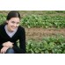SPRAY FREE PAK CHOY  Per Bunch Katikati Grown